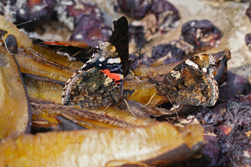 Closeup on 2 Red Admiral butterflies, Vanessa atalanta eating from rotten fruit in the garden