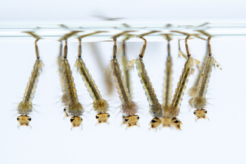 Mosquito larvae hanging from water surface, showcasing their segmented bodies and bristles. image captures their aquatic environment