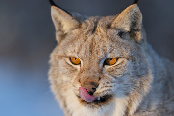 Fototapeta premium Lynx portrait with intense gaze