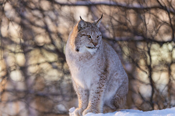 Lynx resting in a snowy forest