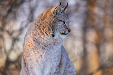 Serene lynx in a forest setting