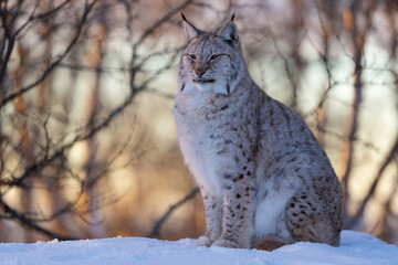 Lynx Sitting in Snowy Forest