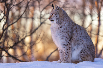 Majestic Lynx Resting in Winter Landscape