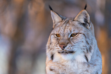 Obraz premium Majestic lynx in natural habitat