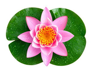 Elegant Pink Lotus with Green Leaves and Dewdrops