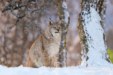 Lynx Resting in Snowy Forest