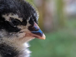 Newly hatched black chicks, seen close up with a bokeh background