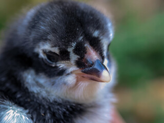 Newly hatched black chicks, seen close up with a bokeh background
