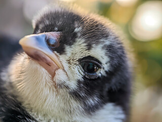 Newly hatched black chicks, seen close up with a bokeh background