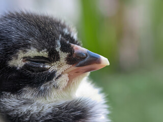 Newly hatched black chicks, seen close up with a bokeh background
