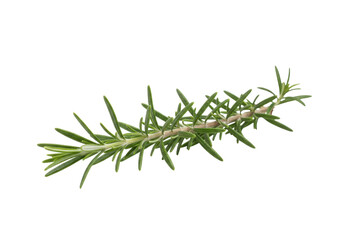 Isolated twig of fresh rosemary herb spice aroma culinary ingredient flavoring