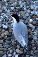 common tern