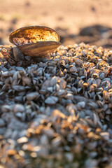 Freshwater mussels, exposed by drought and the low water level of a reservoir in England, shot at sunset with golden light.