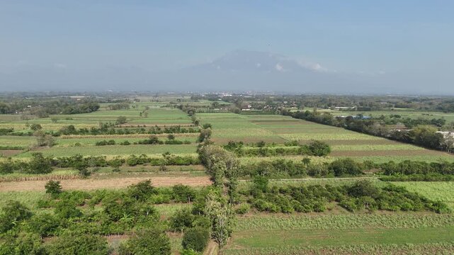 Drone Side-Slide: Young Sugarcane Fields and Mount Lawu Vista