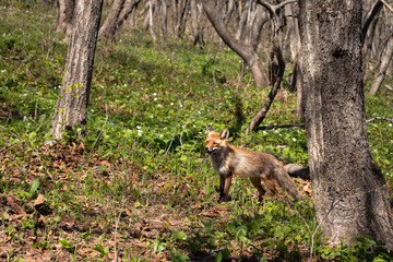Red Fox Standing in the Woods of Russky Island