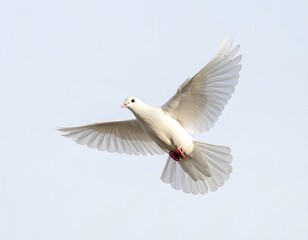 Obraz premium A majestic white dove soaring through the sky with its wings spread wide.