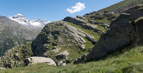 Natural variety found in an Alpine valley. Europe.
They were mainly taken in the Gran Paradiso valley, Italy. They were taken during a 7-day hike. From 1800 to 3100 meters altitude. 