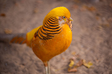 Beautiful Golden Pheasant in the zoo close up