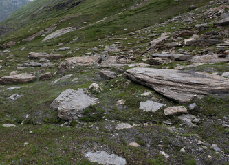 Natural variety found in an Alpine valley. Europe.
They were mainly taken in the Gran Paradiso valley, Italy. They were taken during a 7-day hike. From 1800 to 3100 meters altitude. 