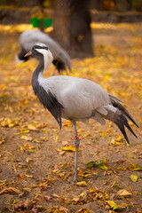 Demoiselle Crane (Anthropoides virgo) at a local zoo