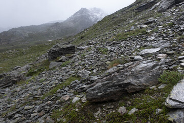 Natural variety found in an Alpine valley. Europe.
They were mainly taken in the Gran Paradiso valley, Italy. They were taken during a 7-day hike. From 1800 to 3100 meters altitude. 