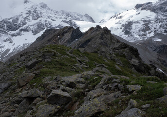 Natural variety found in an Alpine valley. Europe.
They were mainly taken in the Gran Paradiso valley, Italy. They were taken during a 7-day hike. From 1800 to 3100 meters altitude. 