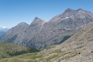 Natural variety found in an Alpine valley. Europe.
They were mainly taken in the Gran Paradiso valley, Italy. They were taken during a 7-day hike. From 1800 to 3100 meters altitude. 
