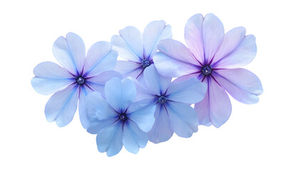 Light Blue and Purple Flower Cluster on Transparent Background