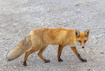 A red fox seen in profile. Full body of a Vulpes vulpes