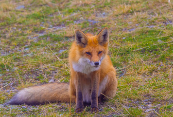 Fototapeta premium A fox (Vulpes vulpes) looking at the camera