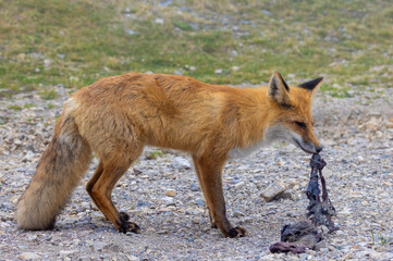 A fox holding a rag in its mouth