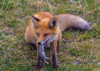 A fox with prey in its mouth