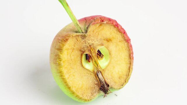 Rotting, decomposing apples on a gray background