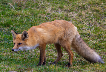 A red fox seen in profile. Full body of a Vulpes vulpes