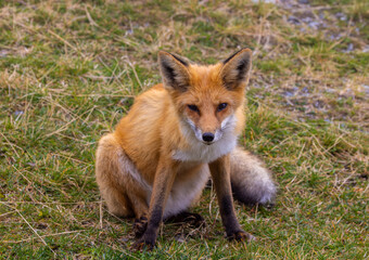 Close-up of a red fox - Vulpes vulpes