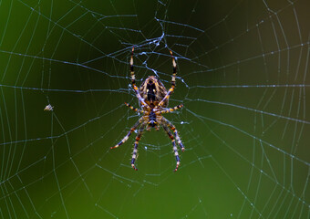 An Araneus diadematus standing on its web