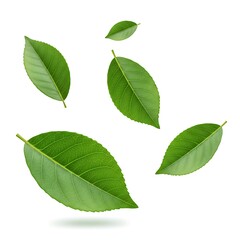 Five Green Leaves Floating on White – Botanical Minimalism