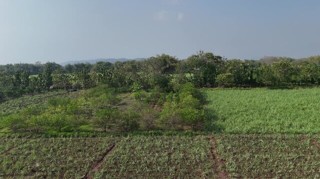 Drone Flyover: Intercropping Young Sugarcane and Pomelo Plantation