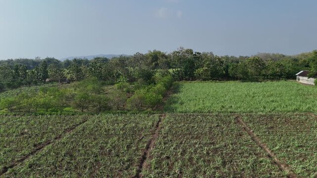 Drone Tracking Shot: Intercropping Sugarcane and Pomelo Plantation