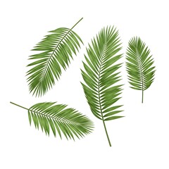 Five Palm Leaves on White Background  Tropical Botanical Set