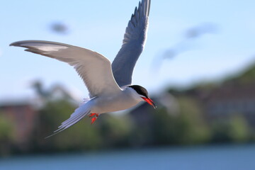common tern