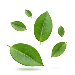 Floating Green Leaves on White Background  Botanical Design