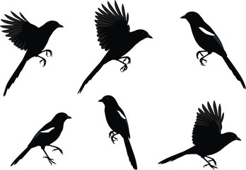 Magpie bird silhouette set, flying and perched poses, black vector illustration, wildlife clipart, avian motion study, isolated on white background