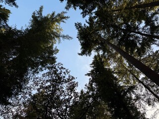 Beautiful trees against blue sky, bottom view