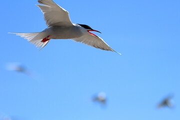 common tern
