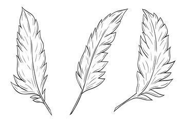 Set, clip art of beautiful feathers ink graphic. Vector graphic illustration. Feather outline isolated on white.For the design of postcards, posters, stickers, prints, wrapping paper