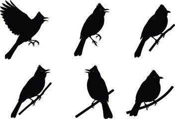 Silhouette birds vector, perched bird poses, flying bird illustration, crest bird design, black bird clipart, wildlife graphic, nature elements