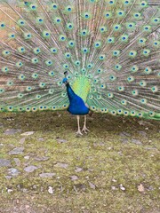 Peacock displaying full fan of iridescent tail feathers