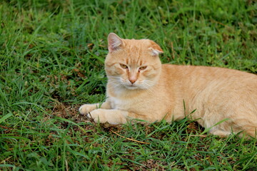 Ginger cat in the grass – playful and expressive moments-A ginger cat lying and playing in the grass, showing different moods and expressions. The cat is grooming, scratching, sticking out its tongue.