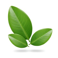 Natural Symmetry  Elliptical Leaves Isolated on White